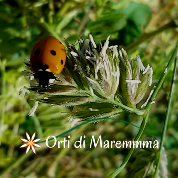 Azienda Agricola Orti di Maremma